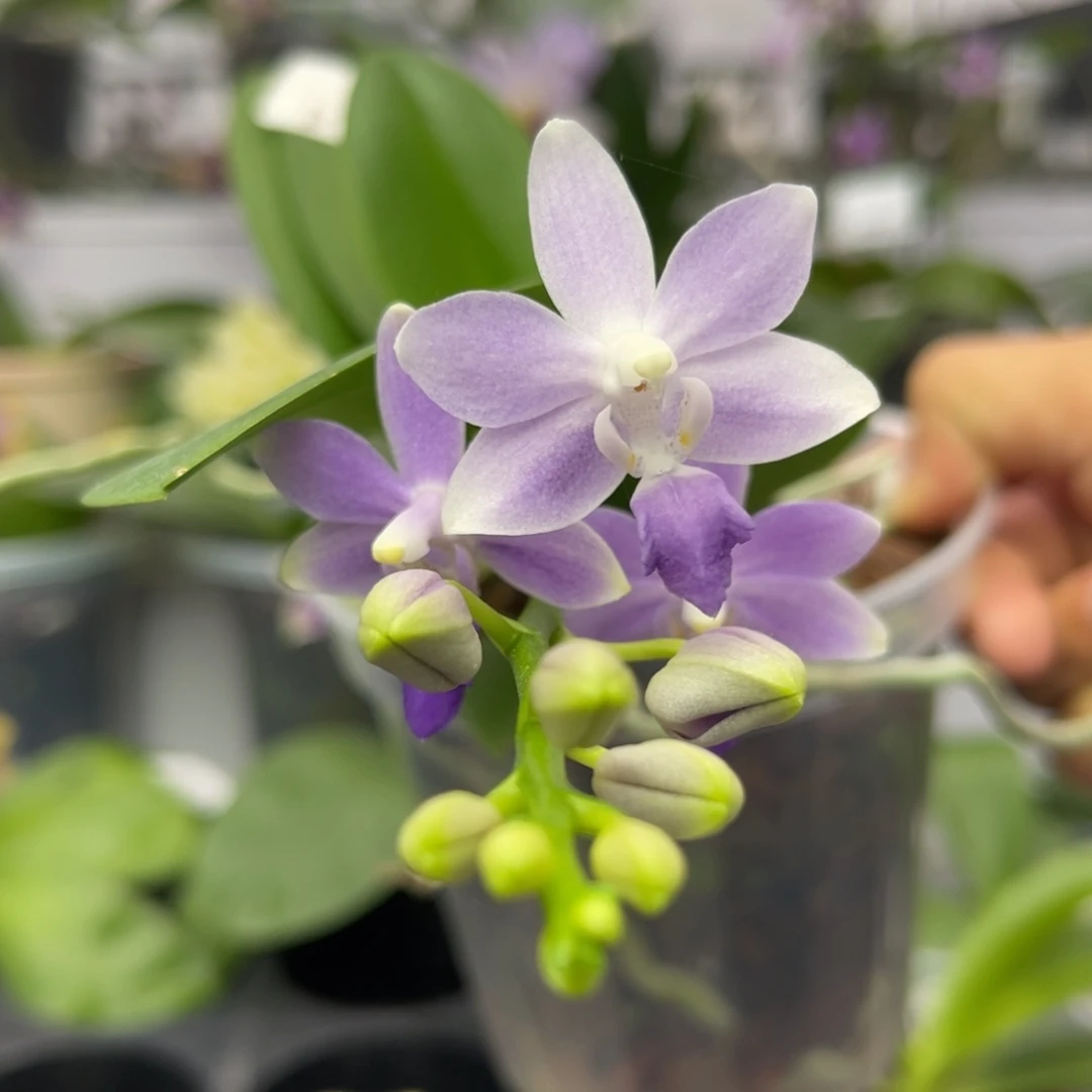 完全开放734 4寸蓝星 一物一拍
