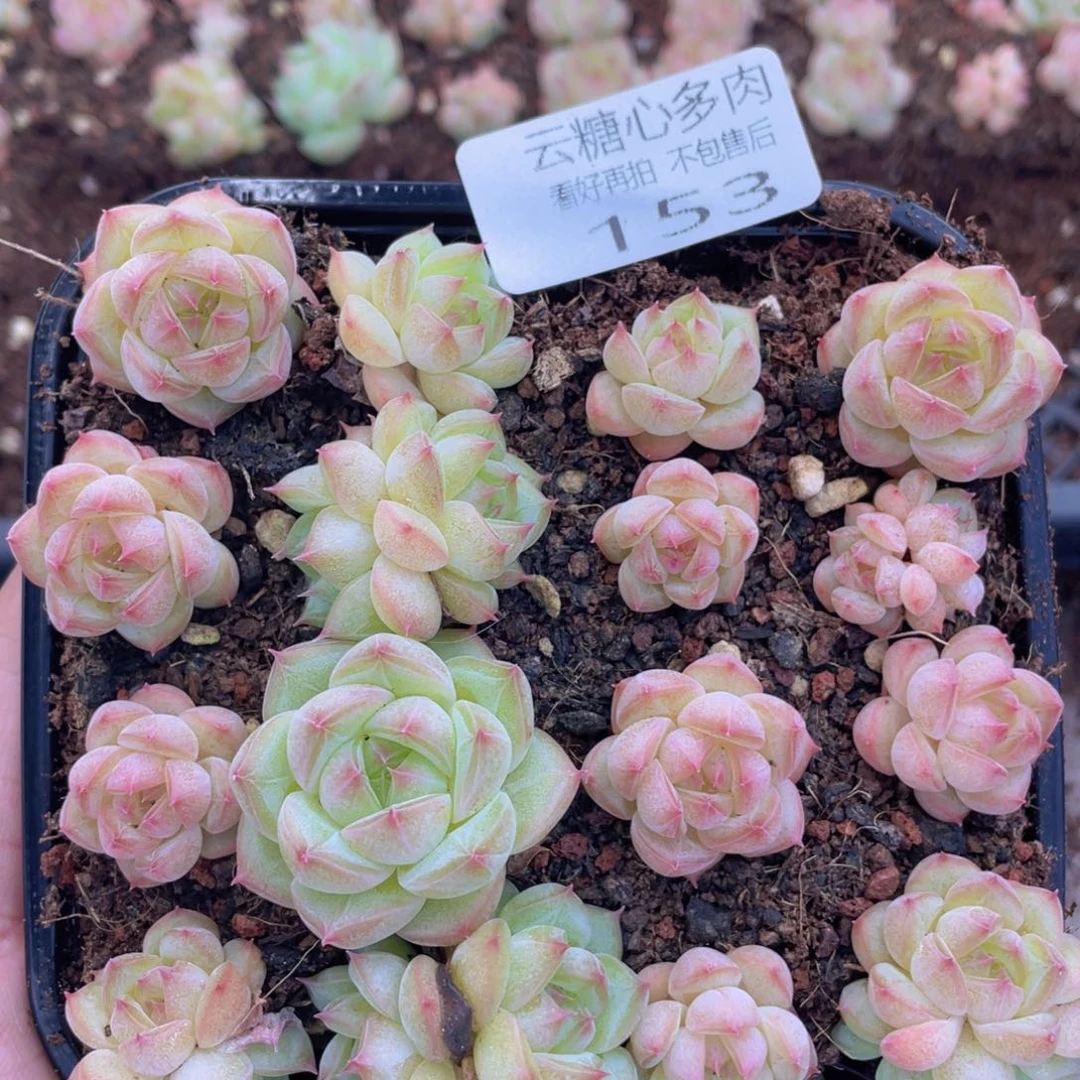 云糖心多肉植物153