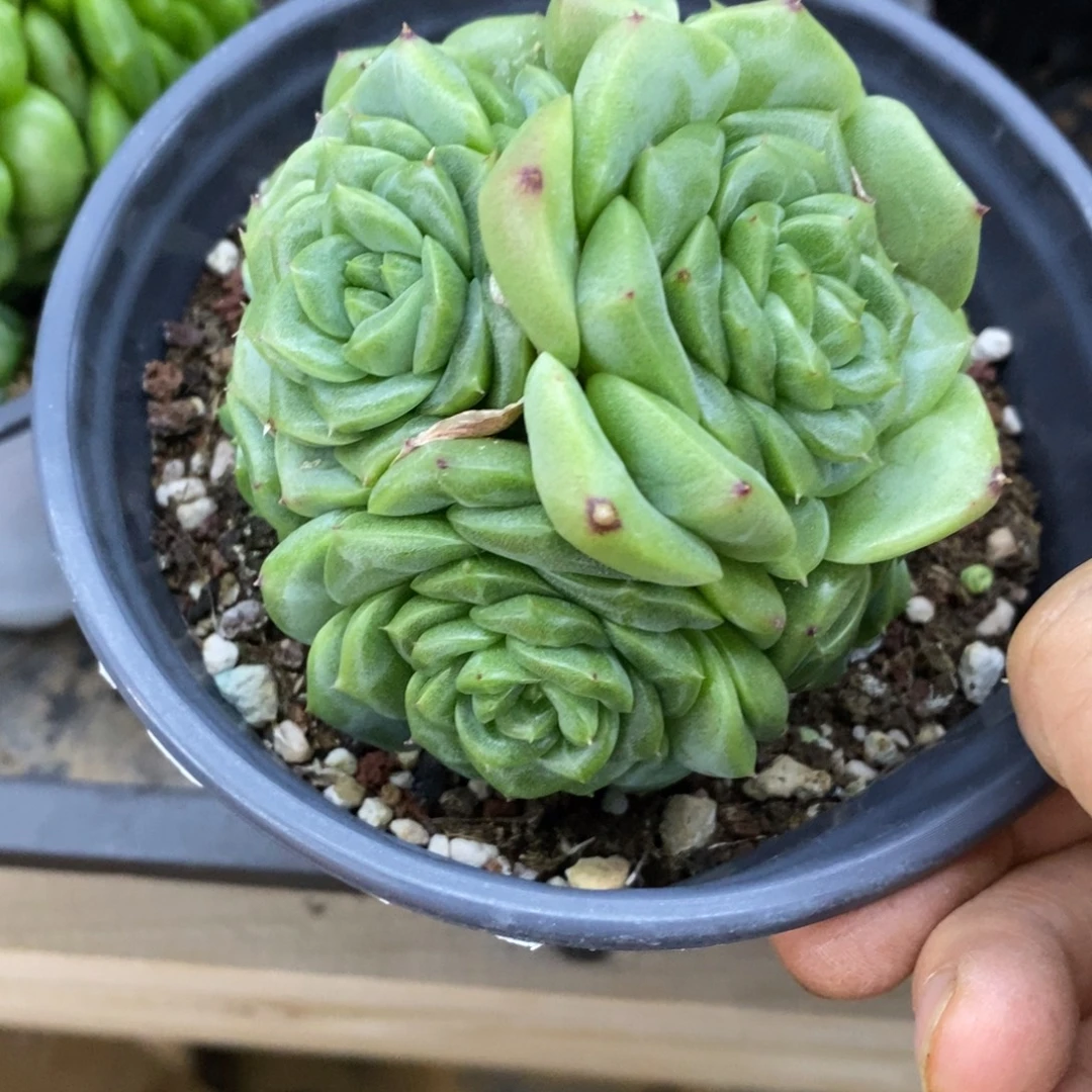 精品多肉一物一拍不包整44