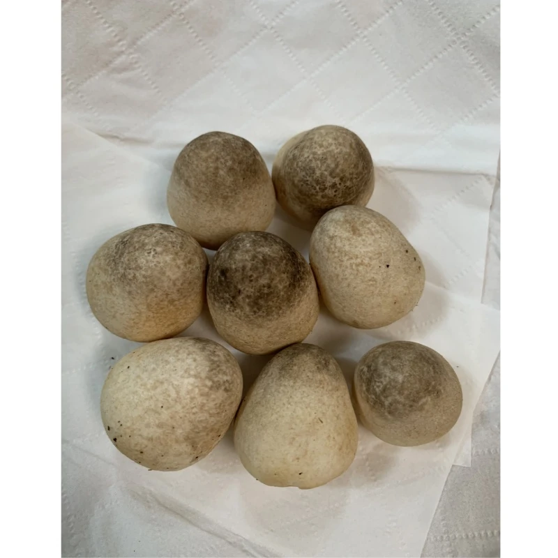 新鲜草菇当天采摘发货稻草菇笑脸菇蘑菇煲汤炒菜凉拌家常菜食材