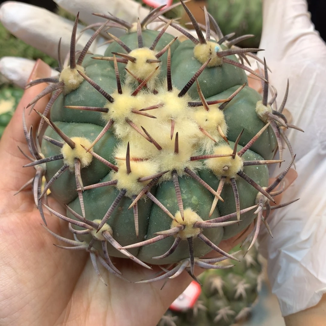 35号 苗接 花王 9.5公分 无根