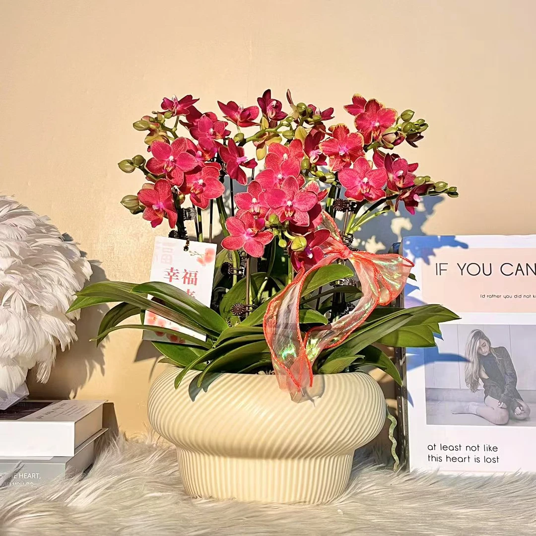 花掌柜  樱桃番茄  带香味！！欧洲进口 年宵花蝴蝶兰红色花型 真花