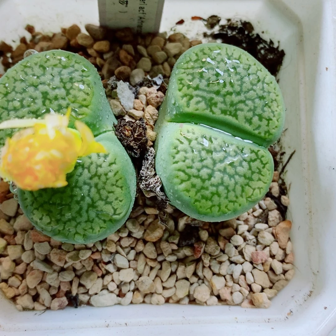 生石花花花花花花花308