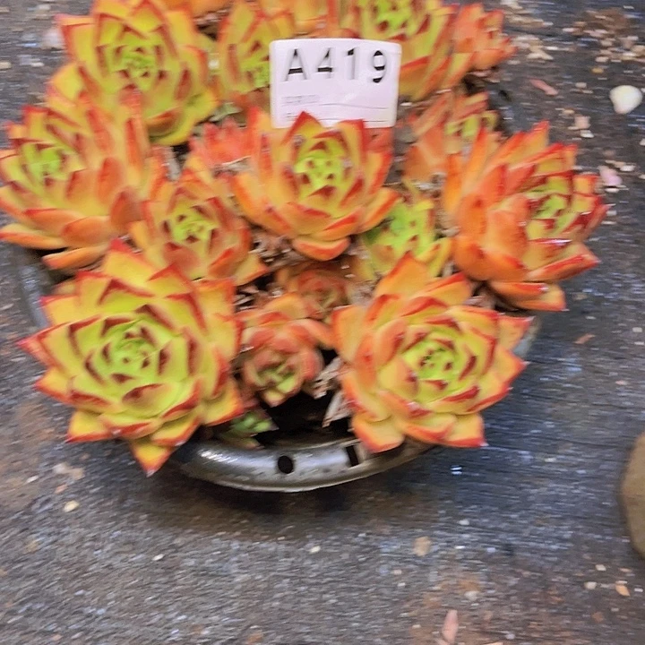 雪***麻在哪吃完呀啊喂奶419