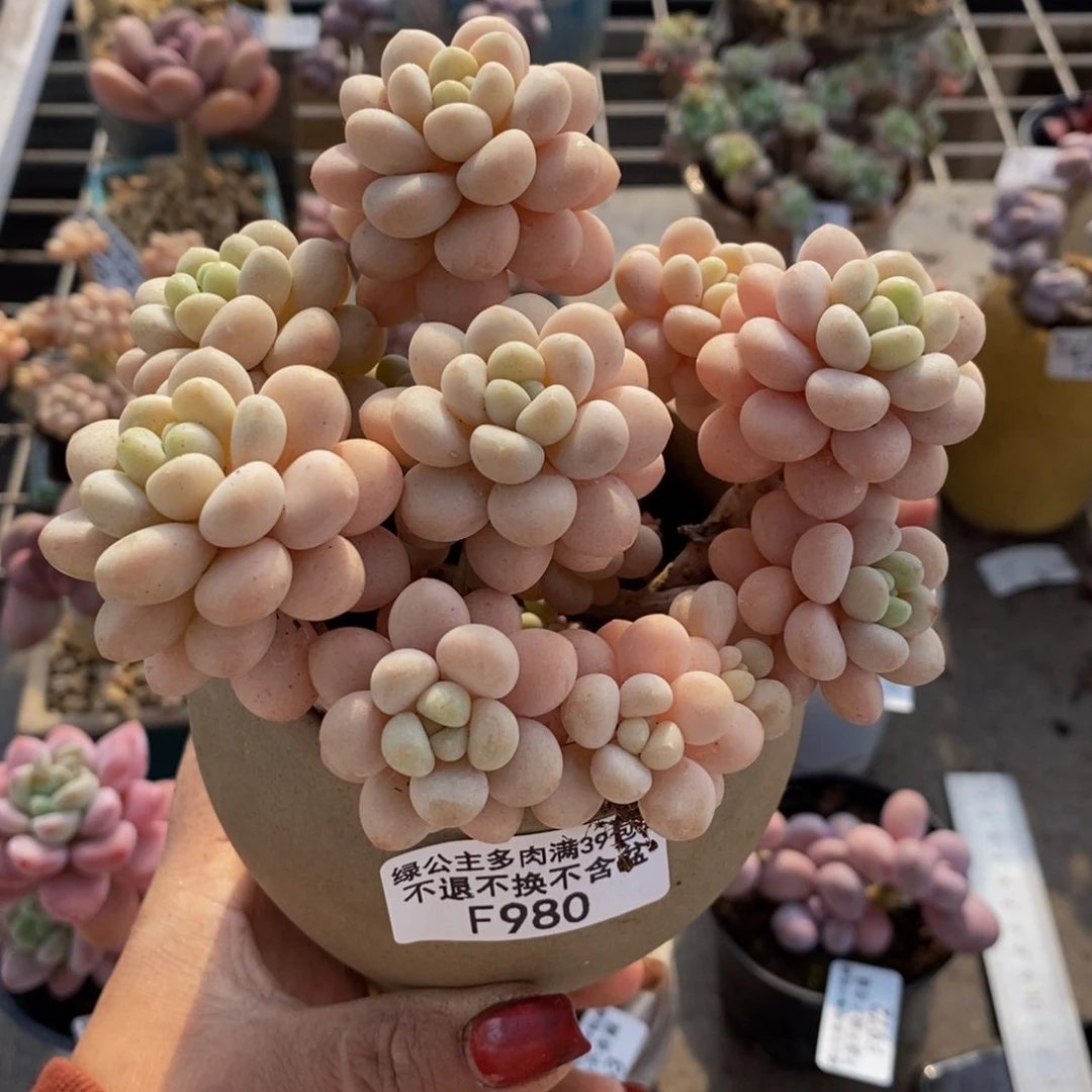 洛可可980/10cm多肉