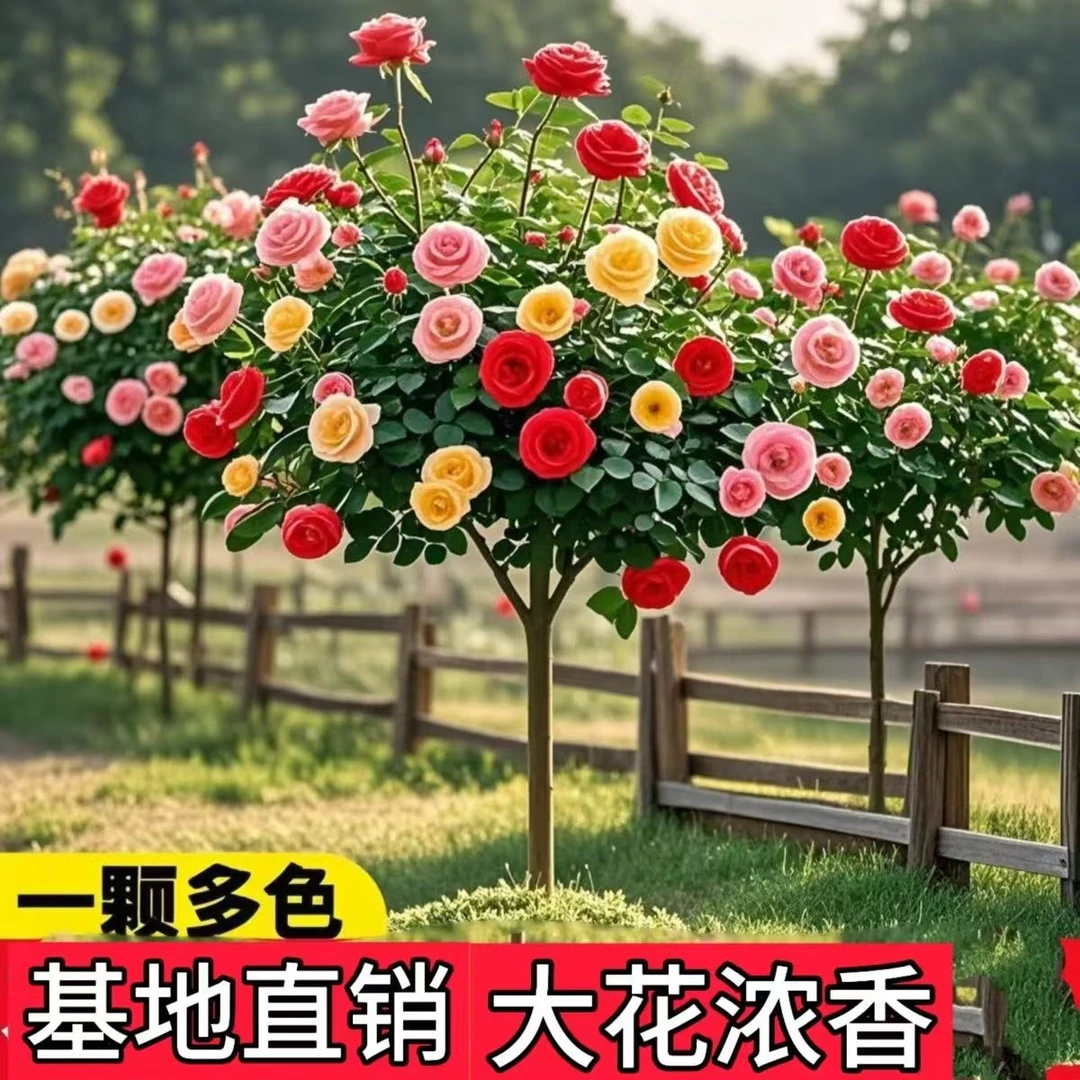 树桩月季花  四年老苗大花浓香型地栽盆栽室内室外种植花