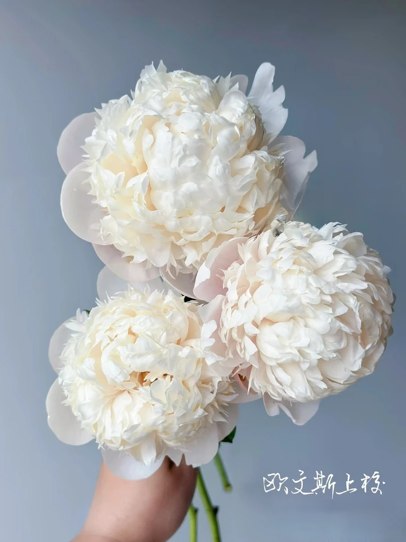 芍药【欧文斯上校】菏泽精品芍药 秋季发苗 白色系