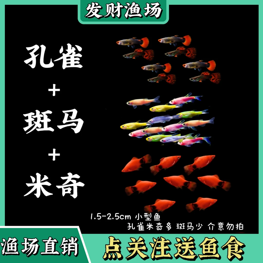 孔雀鱼+斑马+米奇组合观赏鱼混养热带淡水小型鱼好养耐活小鱼