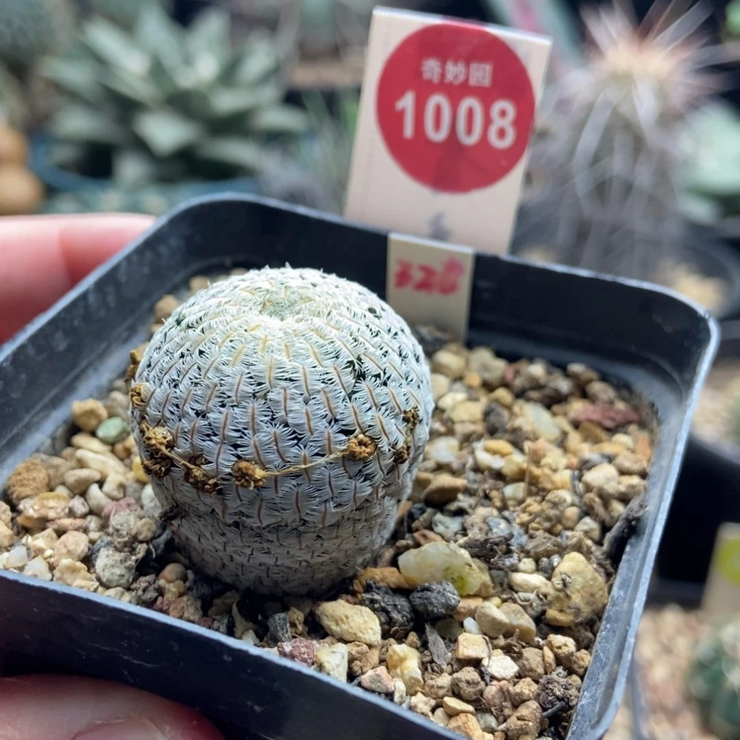 实生白斜子2.9cm一棵