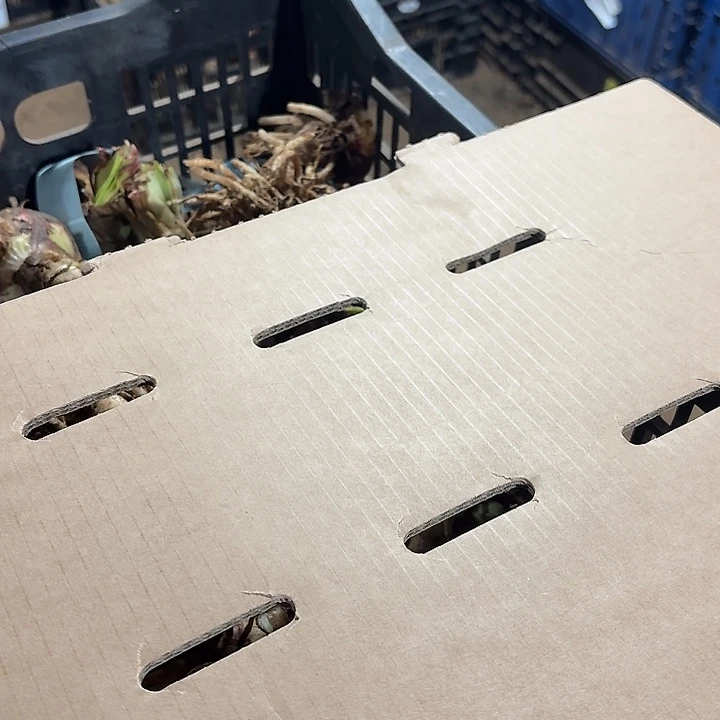 昨日重现直径4公分左右3球