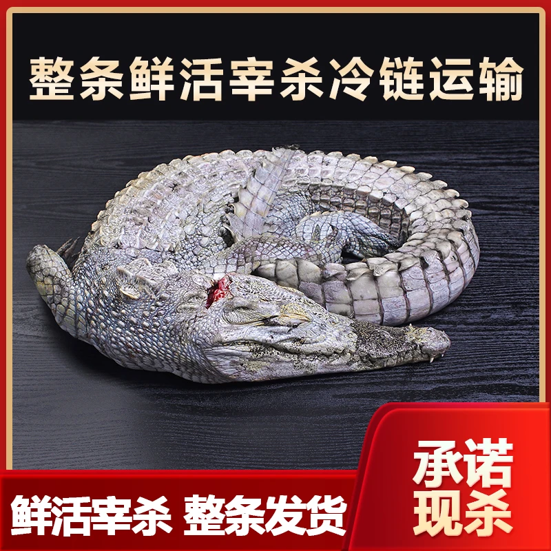 佳鳄新鲜现杀鳄鱼整只鳄鱼可食用鳄鱼人工养殖鳄鱼肉整条顺丰包邮