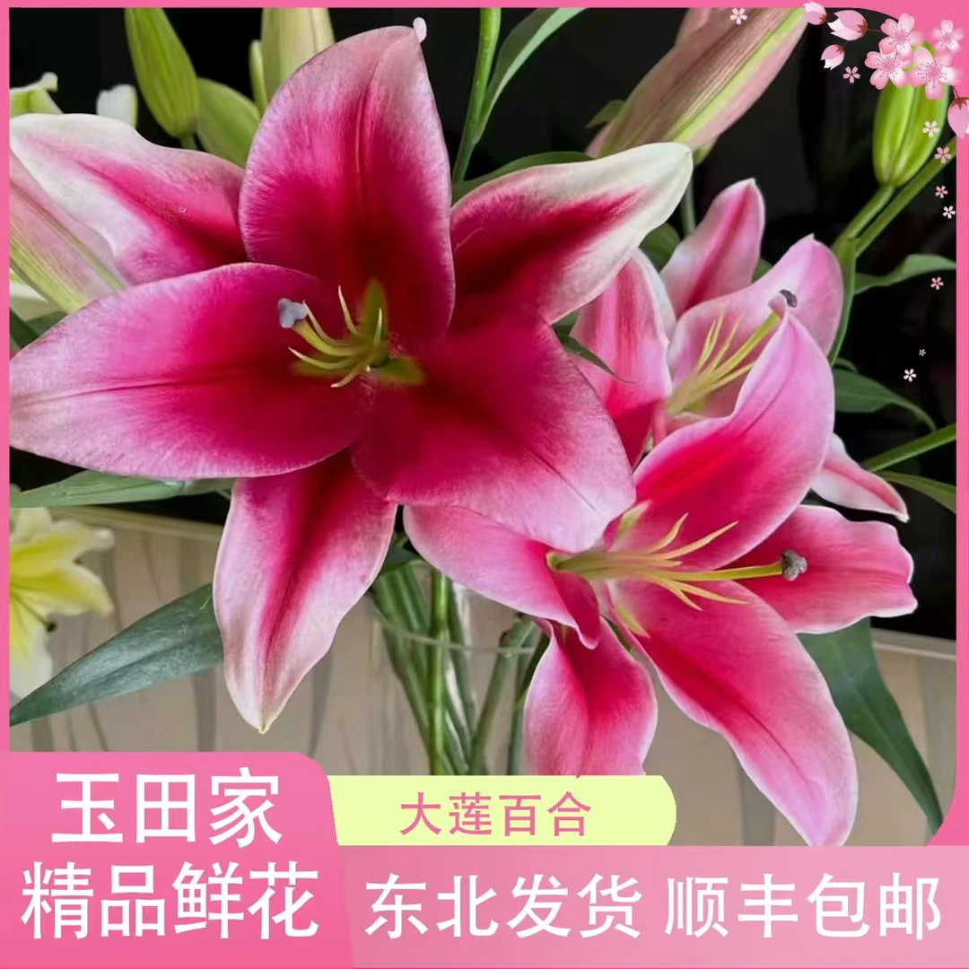 艳遇香水百合居家办公优选《东北基地发货》鲜花百合花家用