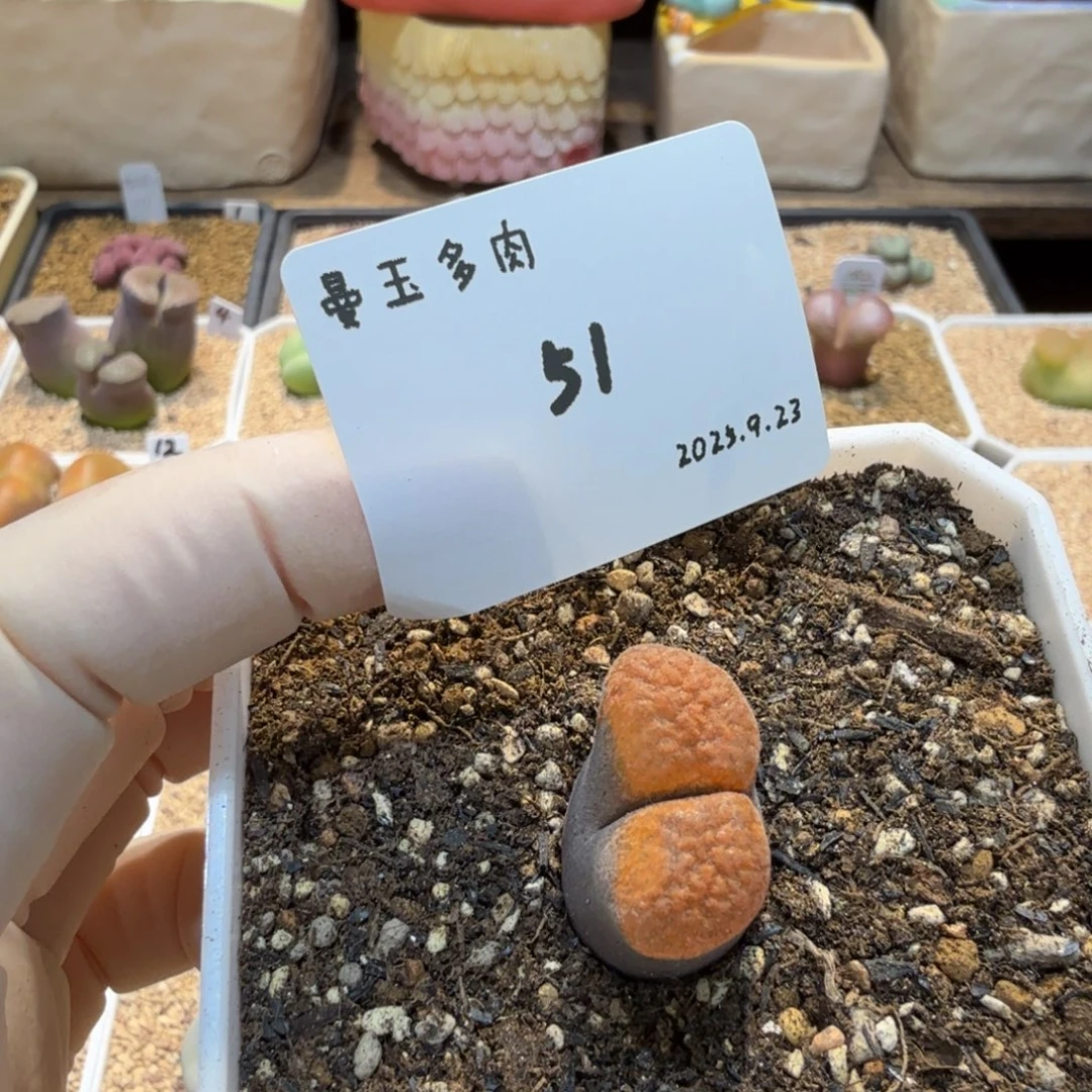 燃***毛多肉多肉多肉9.23-051 EH980