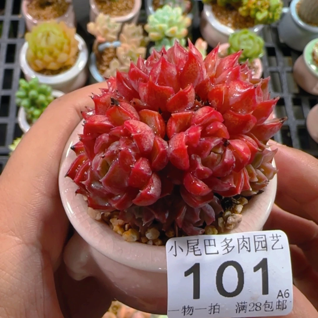 A6小尾巴5CM迷你拇指盆栽精控多肉101