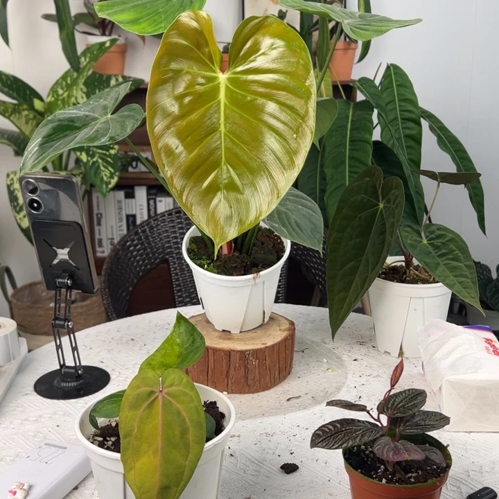 不开花植物黎娜美蔓绿绒