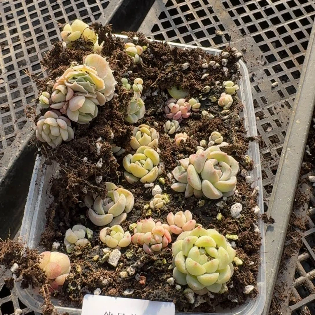 珍妮糖心切糕12-24一盒