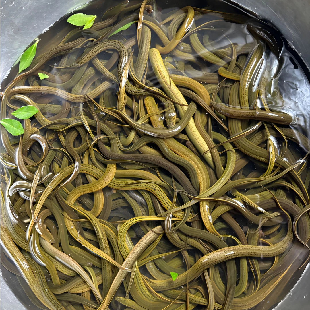 【1.5-2.5两】大黄鳝江西纯野黄鳝稻田土黄鳝大黄鳝大规格顺丰包邮