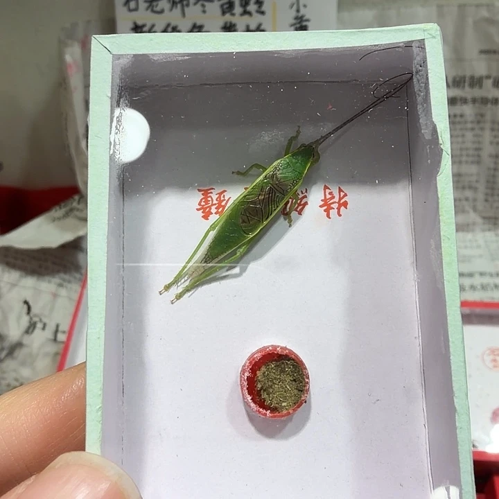 呐***春蟋蟀橙杆片蟋一条包邮