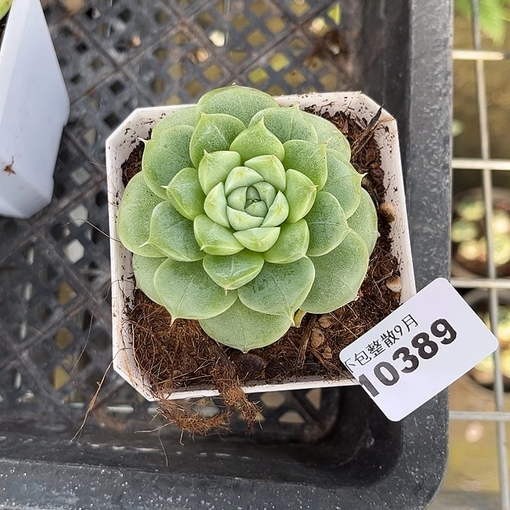 阿雅园艺。         389麦秆