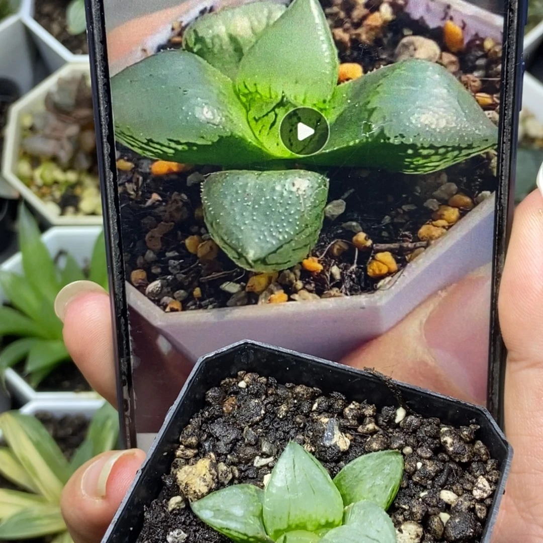 裹般若实生1号一物一拍