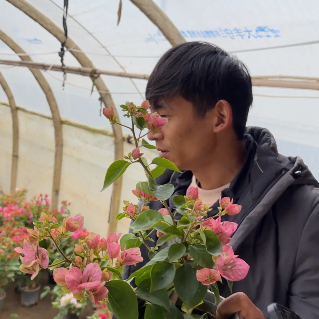 哈***茶完全开放（五宝）三角梅会落花落叶会光杆苗有大有小5168