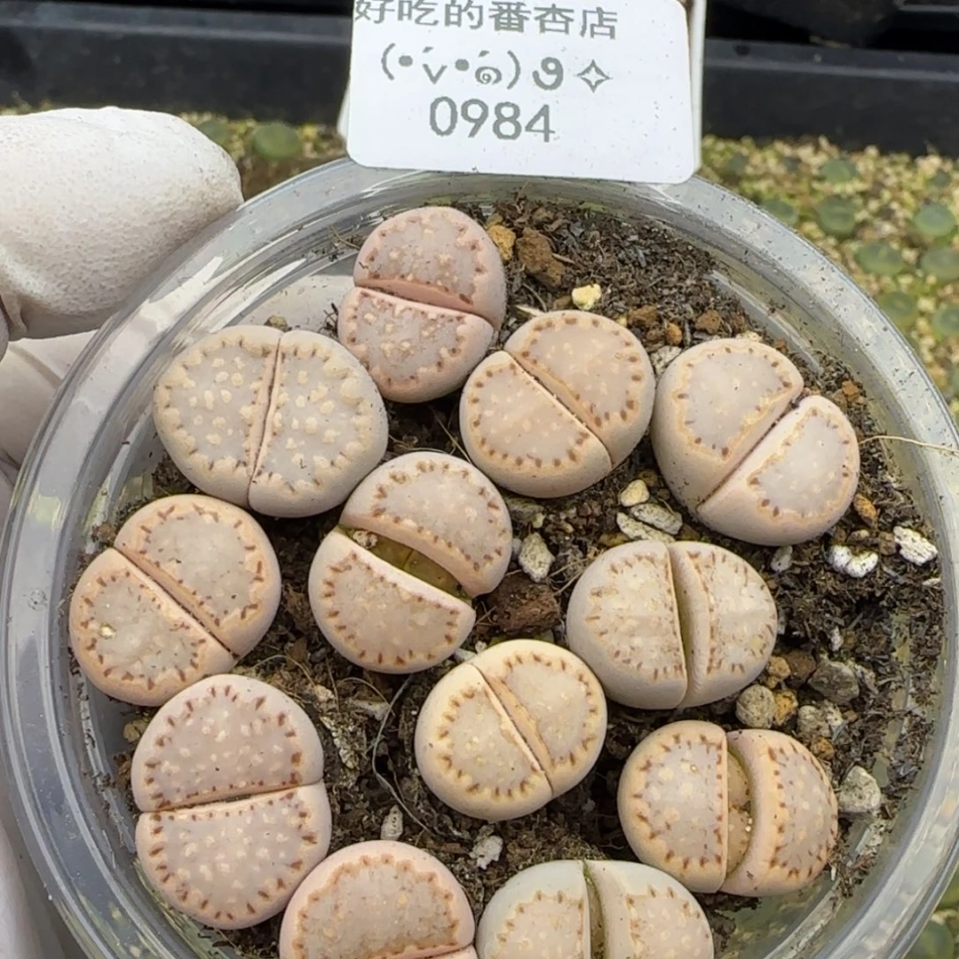 0984。c24饼干。。。。。。。