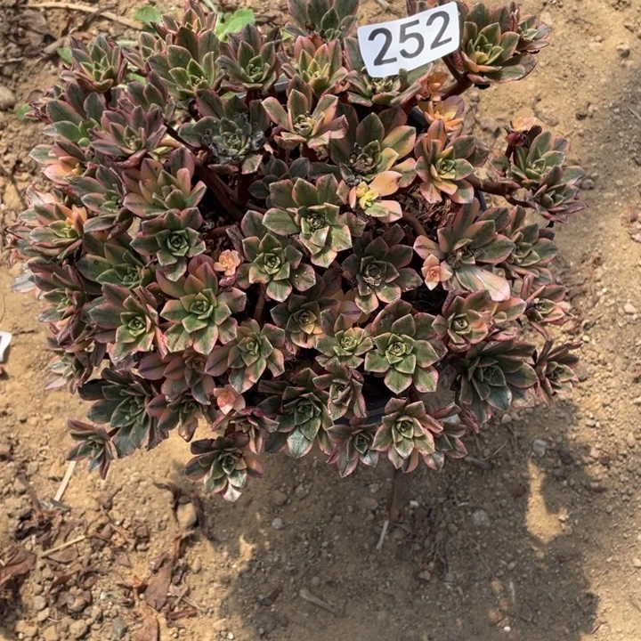 无花朵252多肉植物甜茶