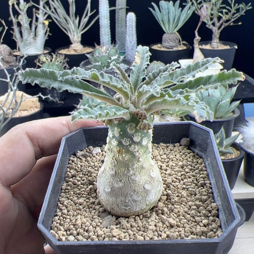 椰子琉桑一物一拍默认脱土发