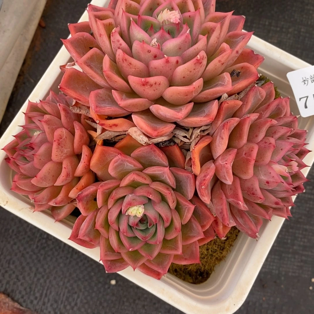 757杂交多肉老桩