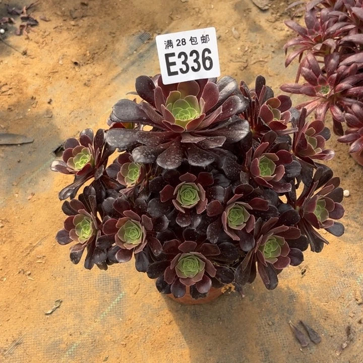 336梅花不包断枝