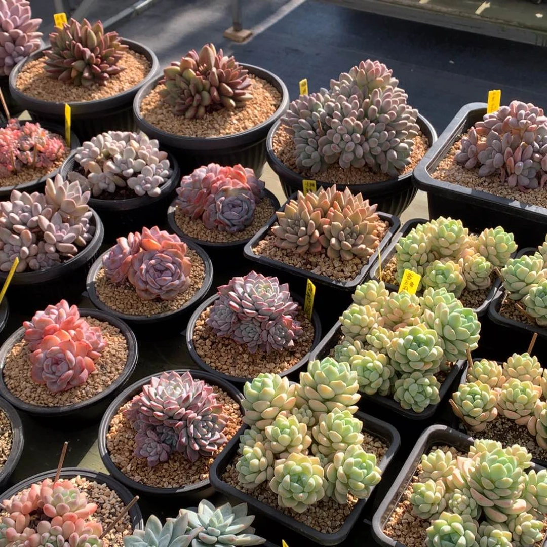 爱****我们家的小仙女们