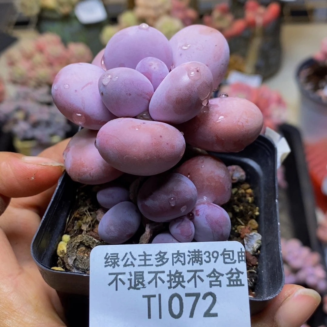 072橙奶多肉肉6c m