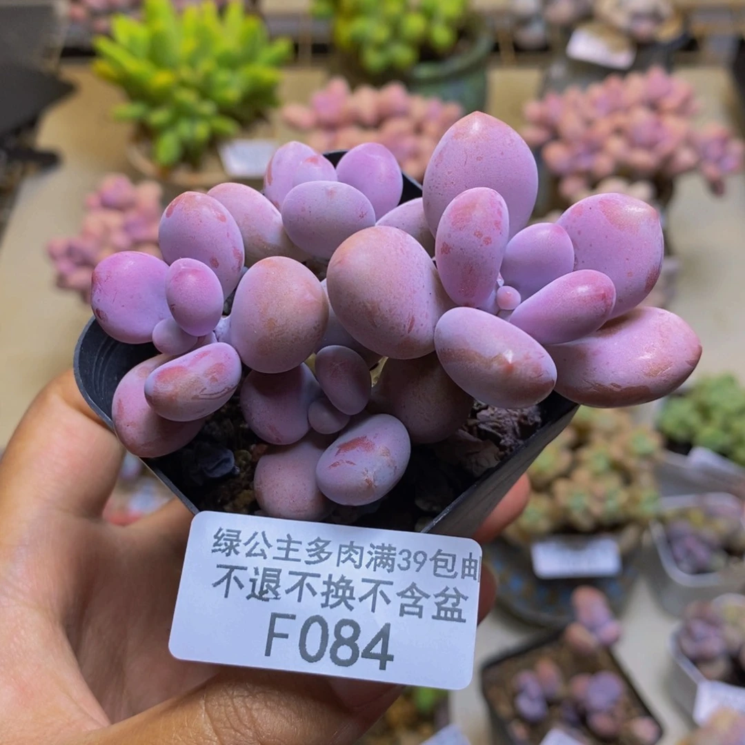 084腰子桃蛋多肉5cm