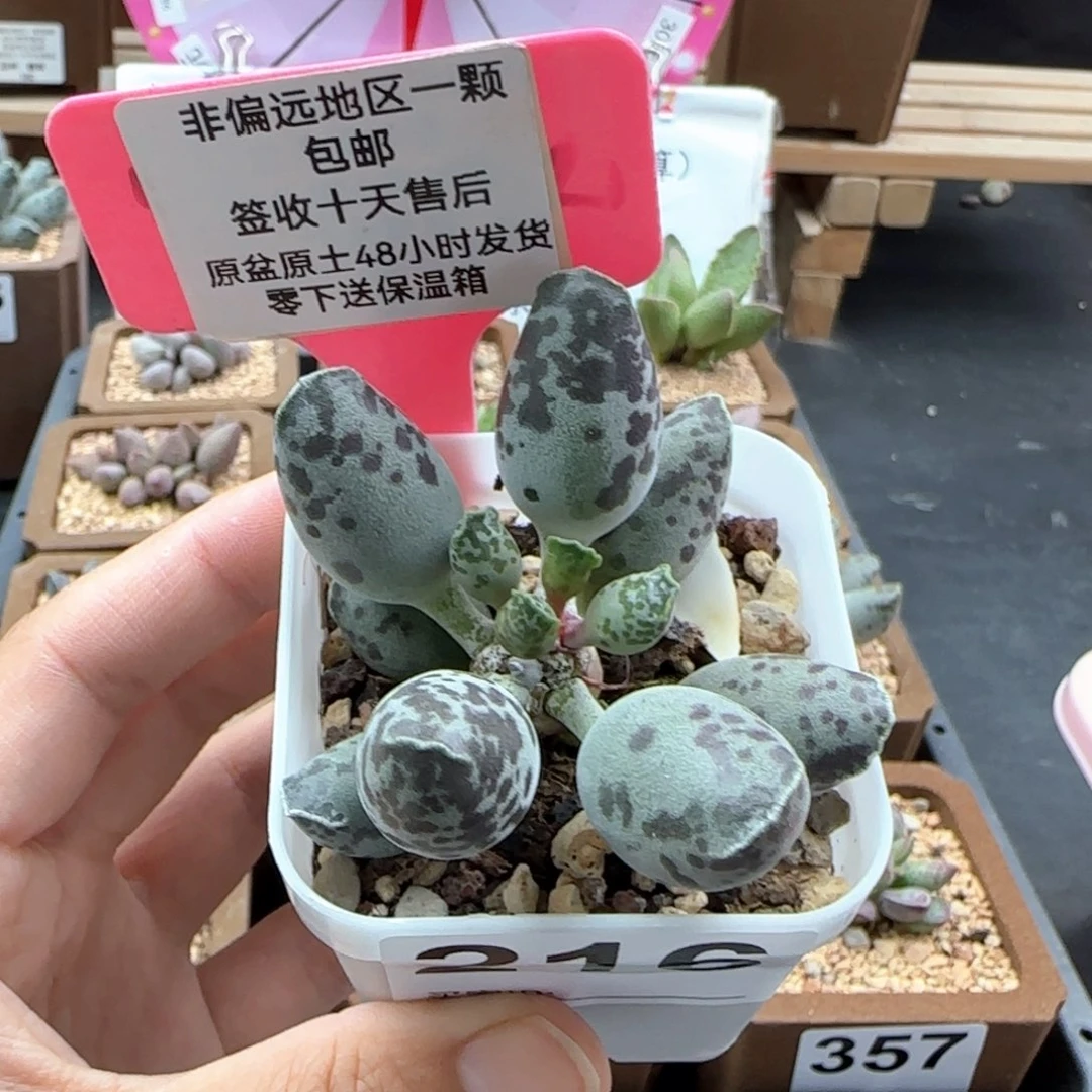 216特白肌海报多肉