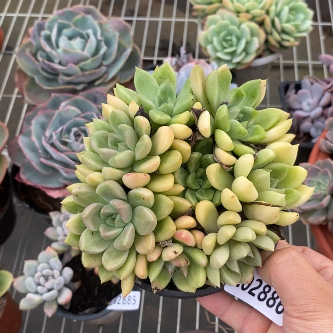 2886璀璨一物一拍