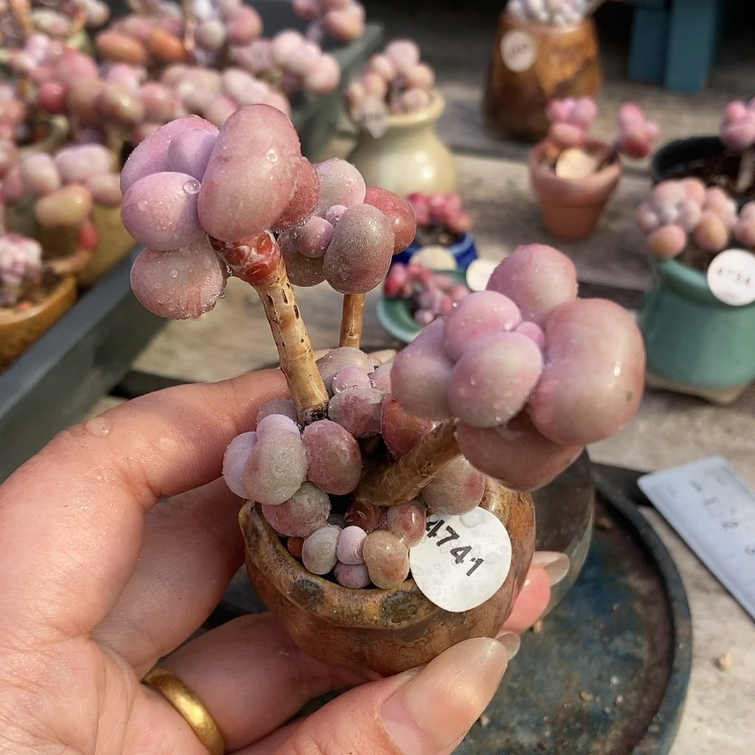 4741糖果腰子蛋带盆土