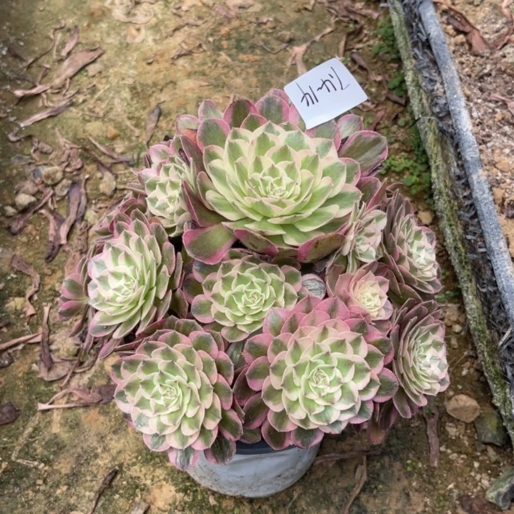 女***氓7-4-14半糖荔枝寄养