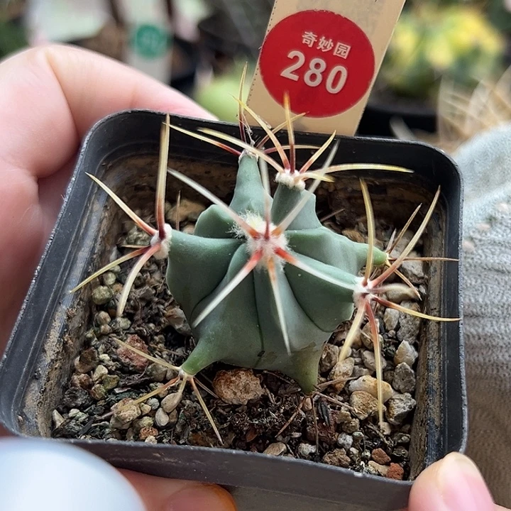 实生花刺春楼一棵仙人球