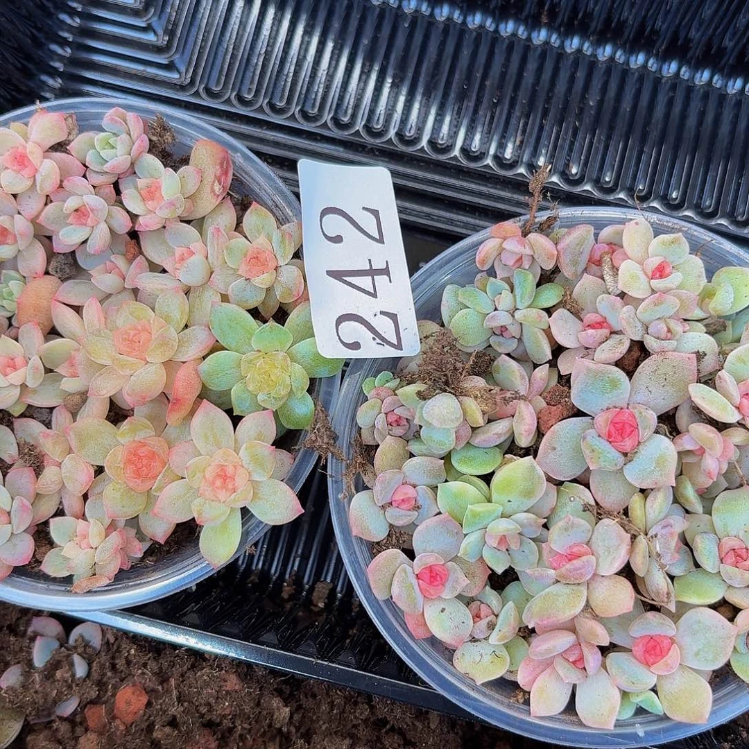 满*月多肉植物多肉植物242