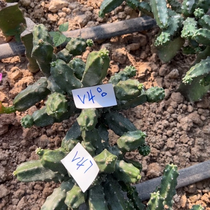 一***深V48嫁接水仙晴朗一颗45