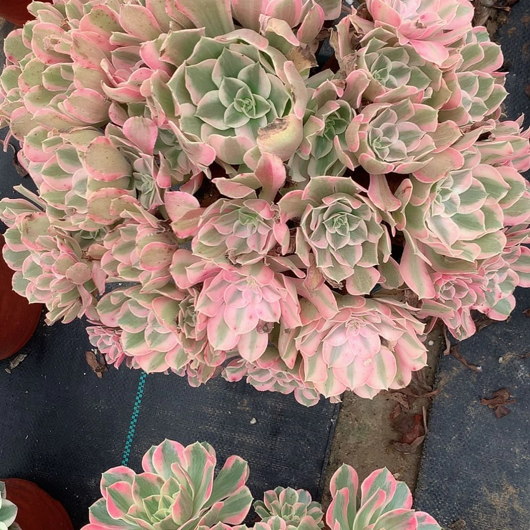 若***兰完全开放法师图片多多植物