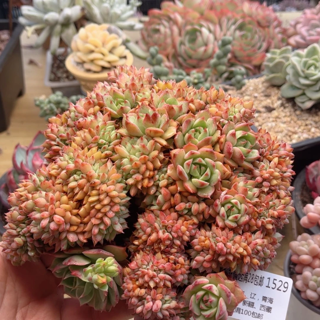 【闪购商品】1529青苹果缀