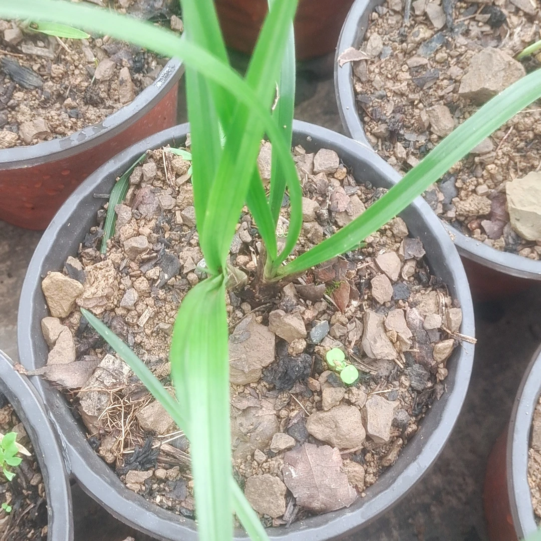 兰花自然养植盆栽连体小苗四季观赏花卉绿植