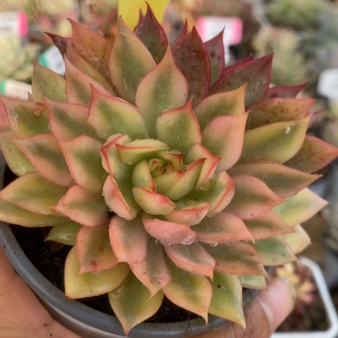 293黄宝莲灯锦锦锦锦锦