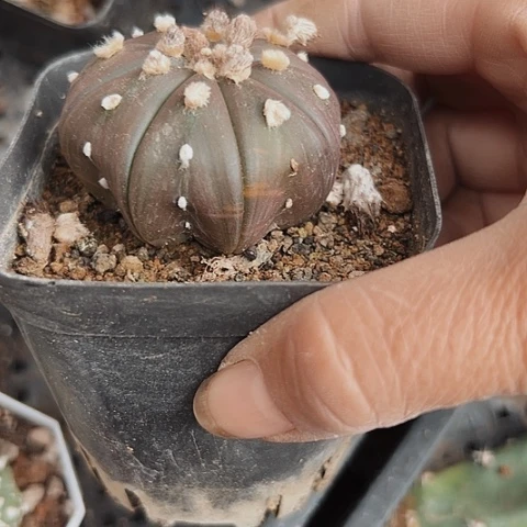 当前无花栽培后可以开花097实生球