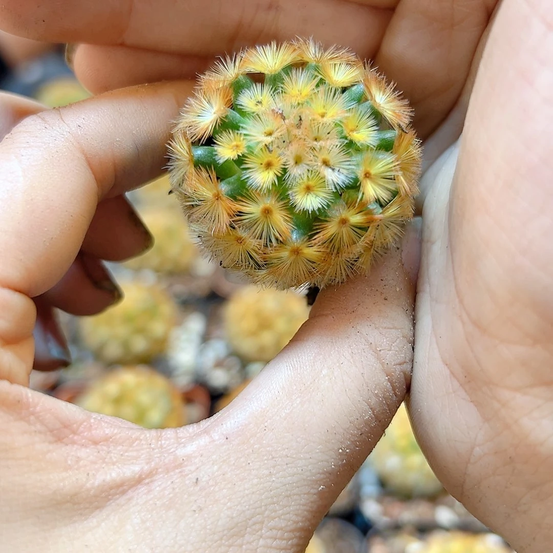 泰系自根佛头嘉文丸3.2公分