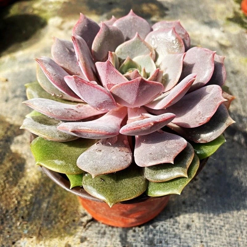 粉蝶（多肉全店满19元包邮）植物组合盆栽