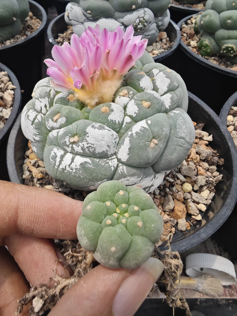 大尤草球萝卜根侧芽