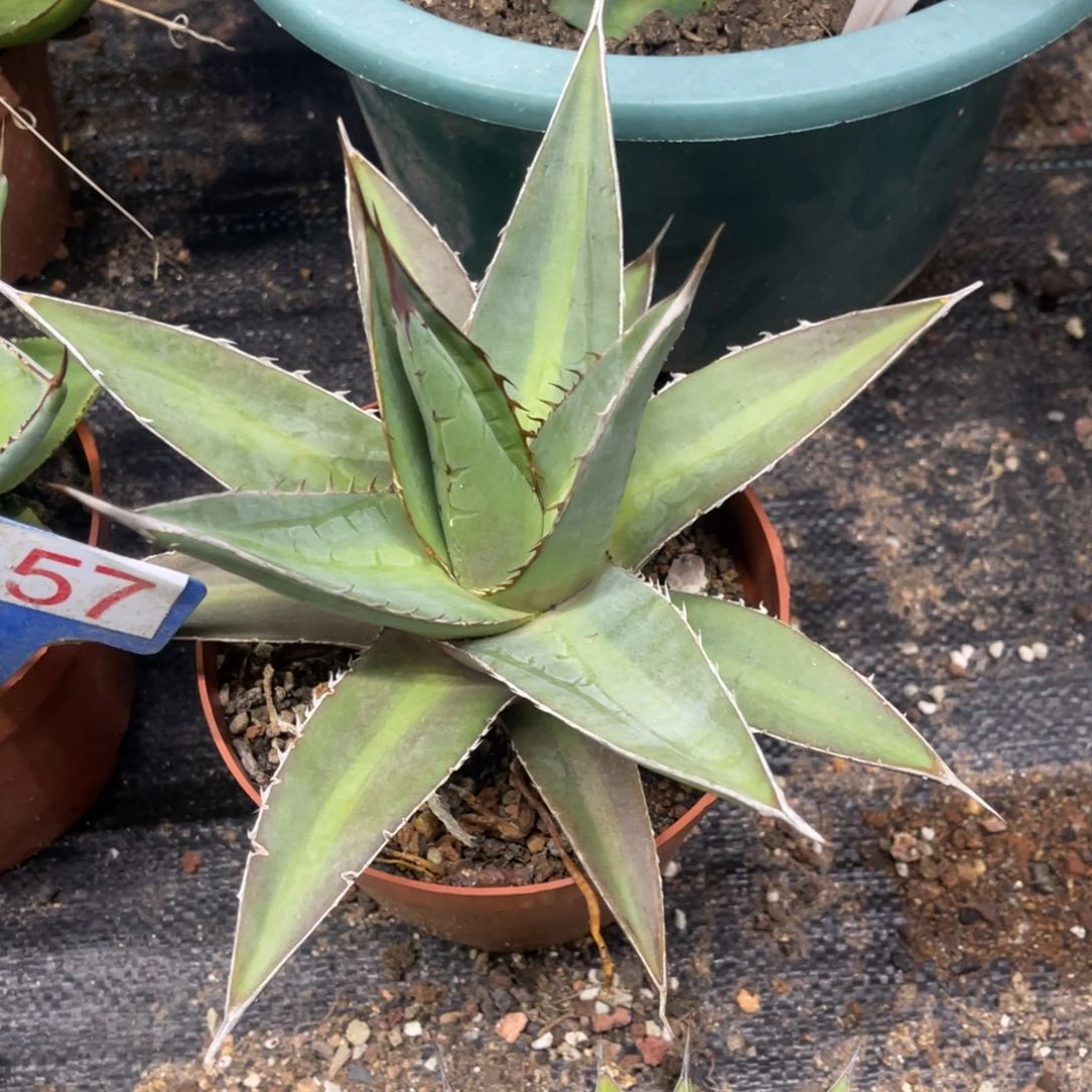 背刺帝释天龙舌兰系列