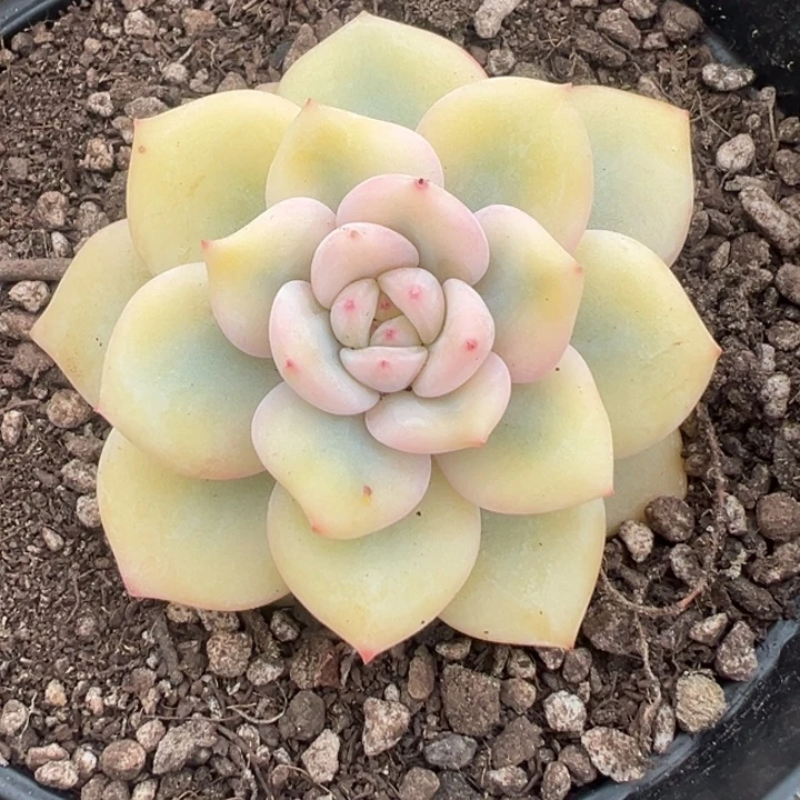 橙子宽锦一物一拍锦龙